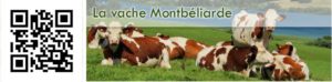 Lire la suite à propos de l’article La vache Montbéliarde