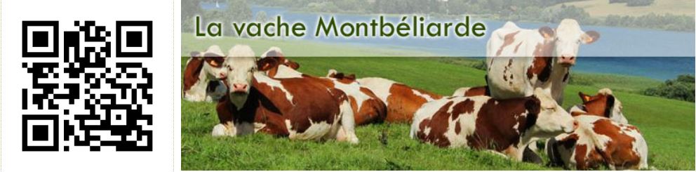 Lire la suite à propos de l’article La vache Montbéliarde