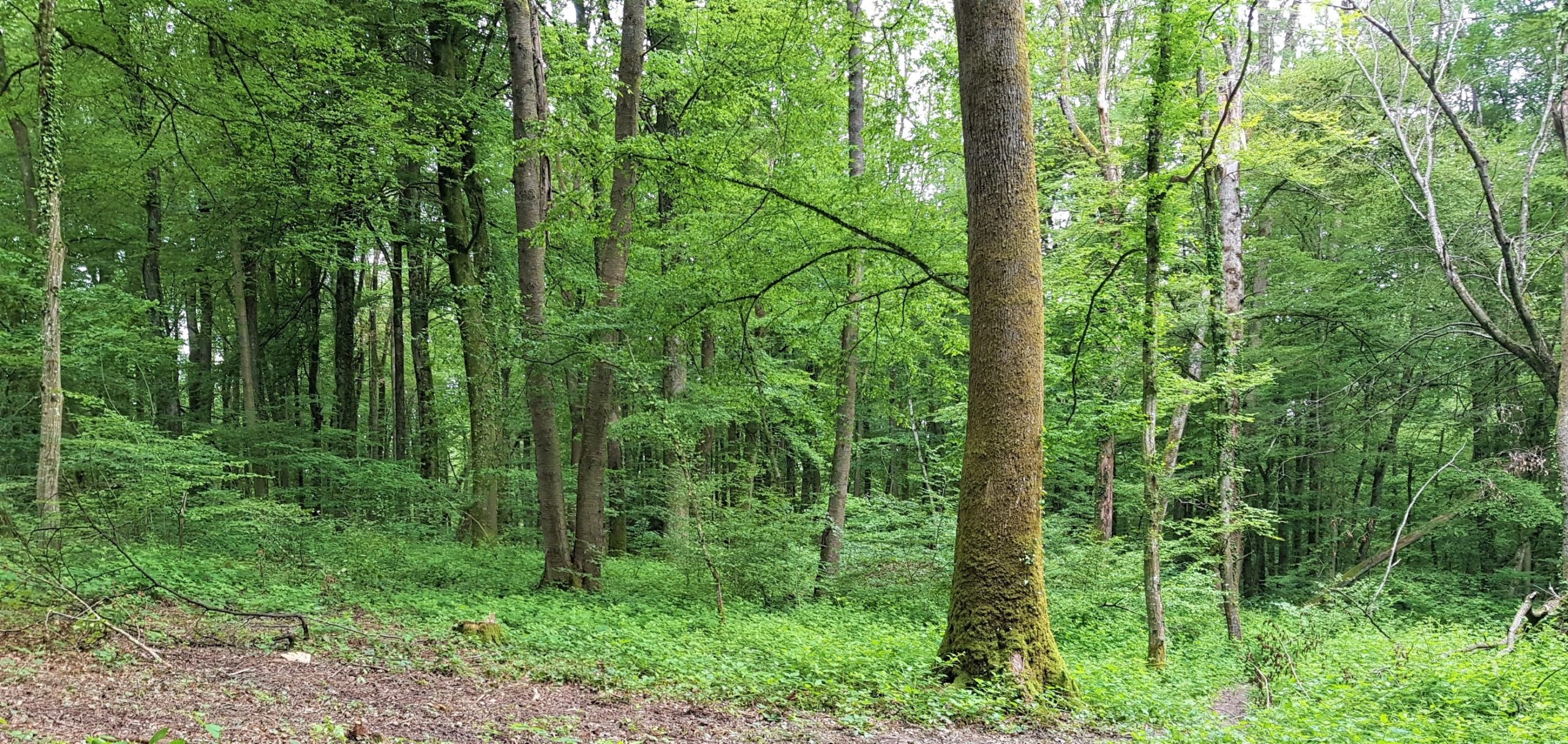 Lire la suite à propos de l’article Bain de forêt