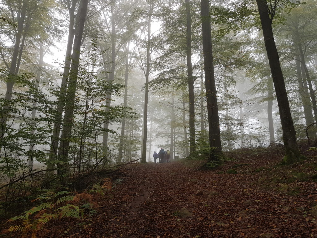 Balade dans la forêt du Chérimont