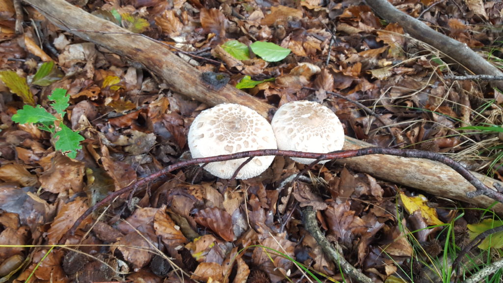 Coulemelles en nombre sur le chemin