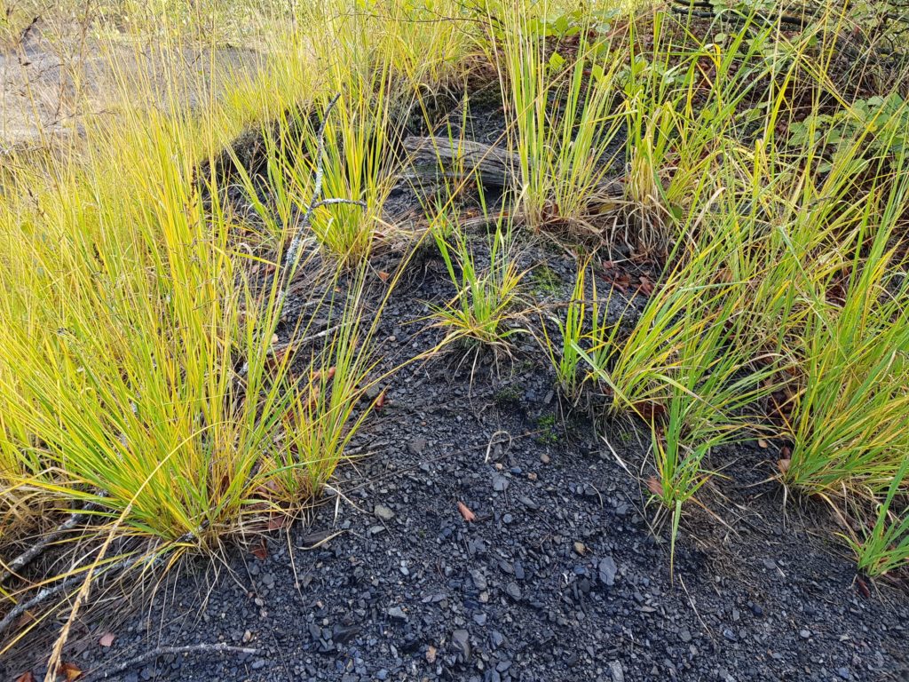 La nature reprend ses droits