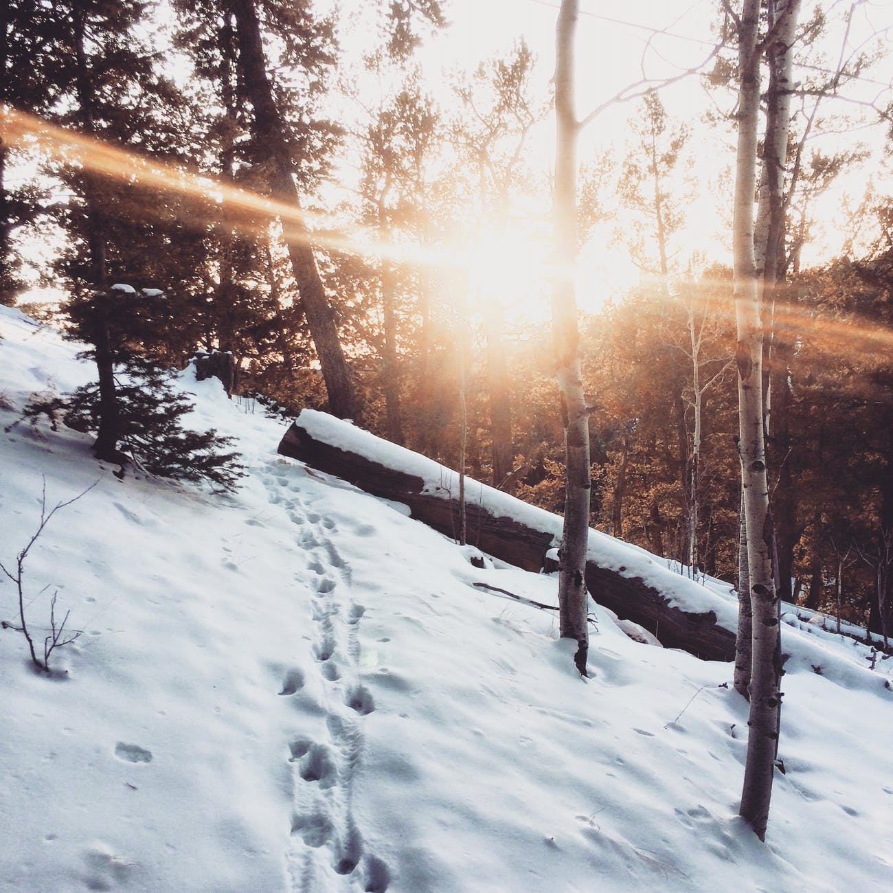 snow covered trees